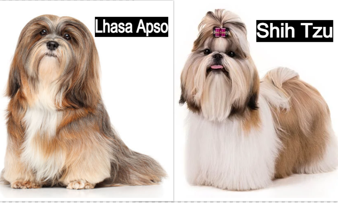 Lhasa Apso and Shih Tzu