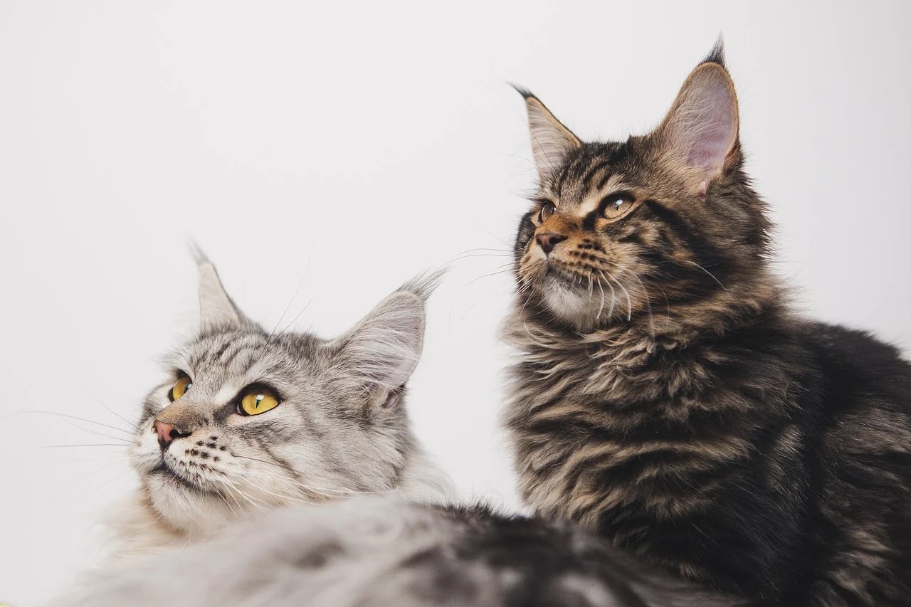 Two Maine Coon cats