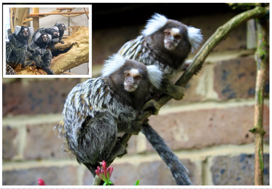 Marmoset monkeys