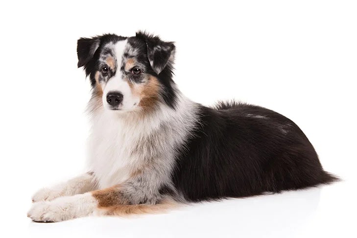 A purebred Mini American Shepherd