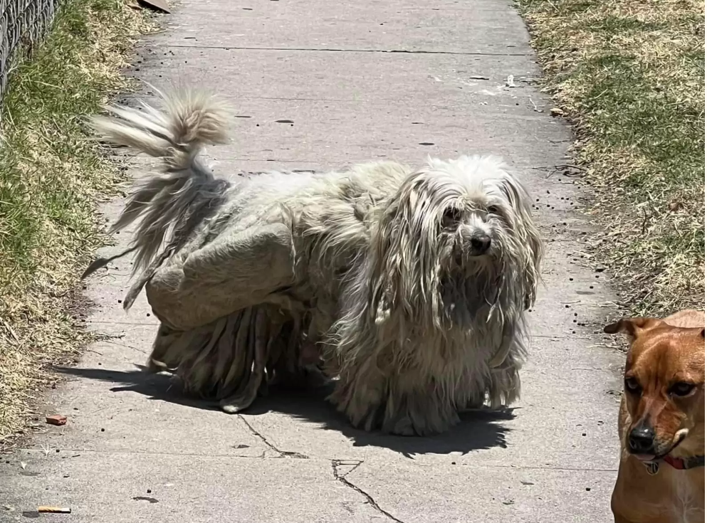 A Tiny Dog With Severely Matted Coat