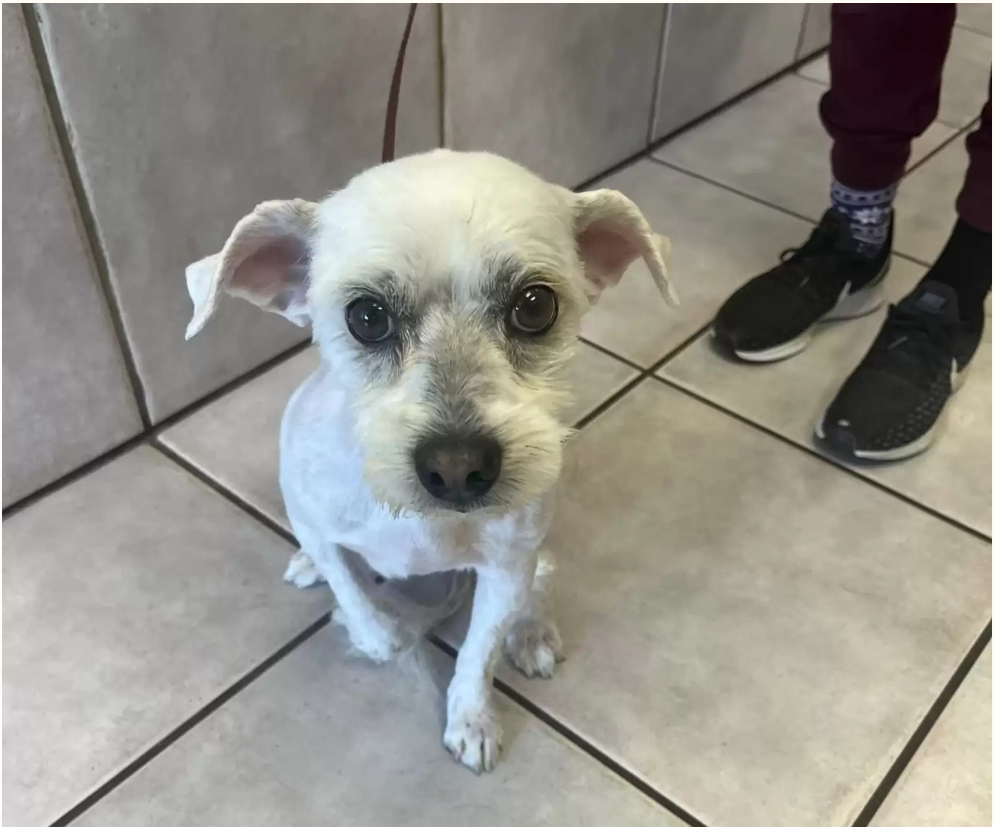 Tiny dog with de-matted coat