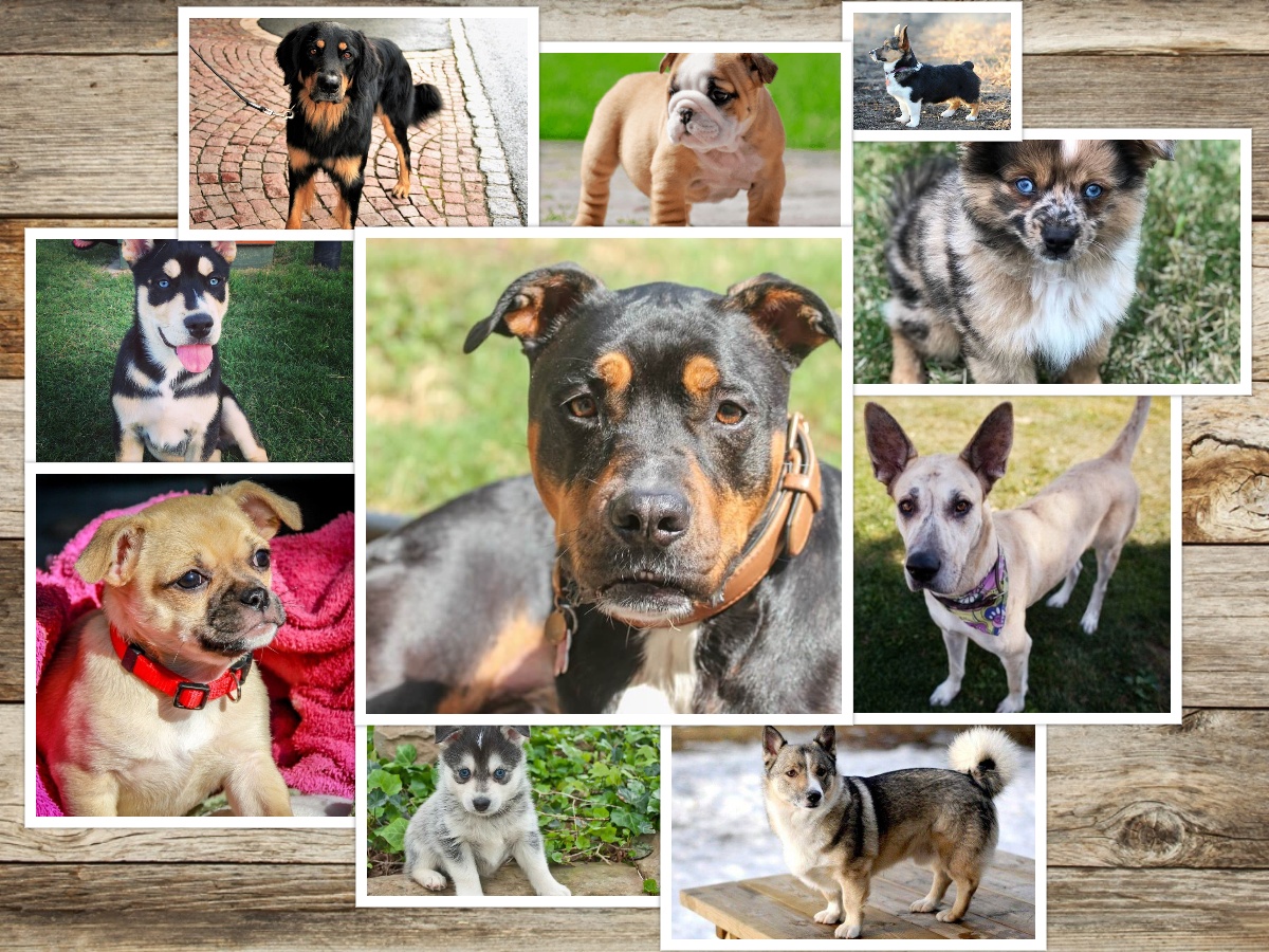 A collage of mixed-breed dogs to avoid