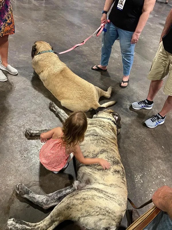 Mastiff Club of Florida Specialties