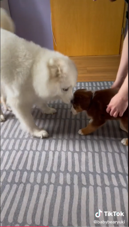 Dog Yuki meets her sister Maple