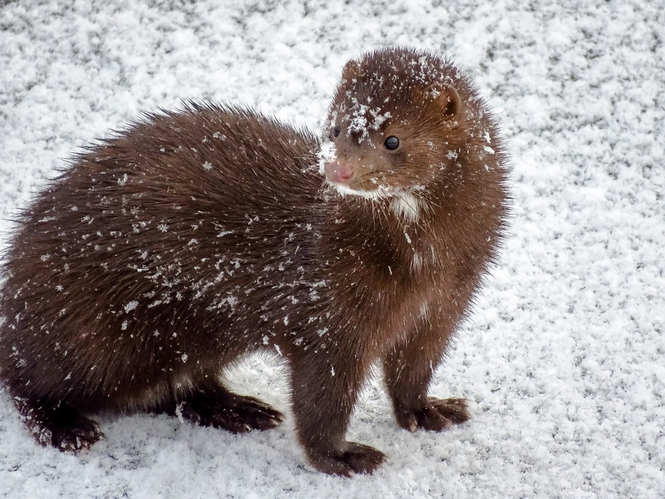 a Mink