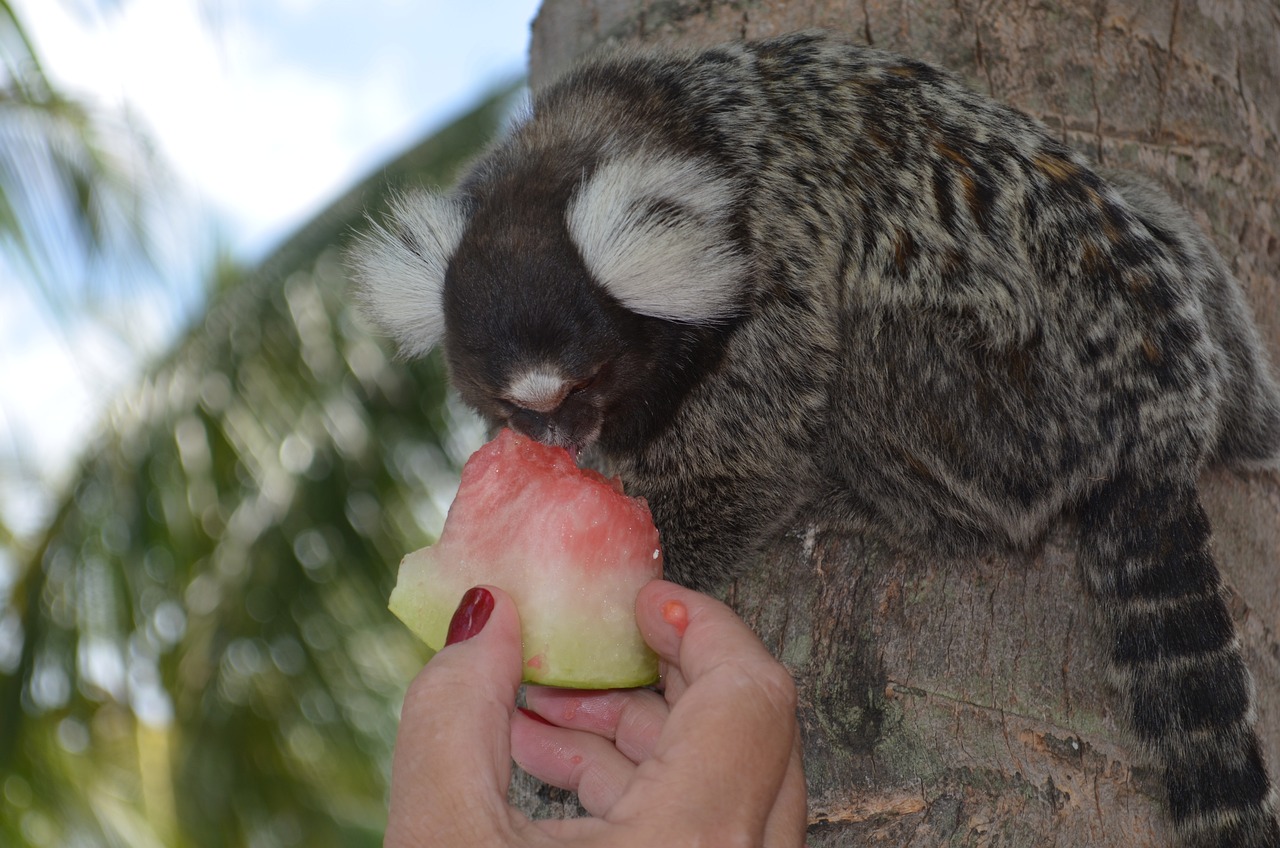 A hand feeding watermelon to a Common marmoset monkey