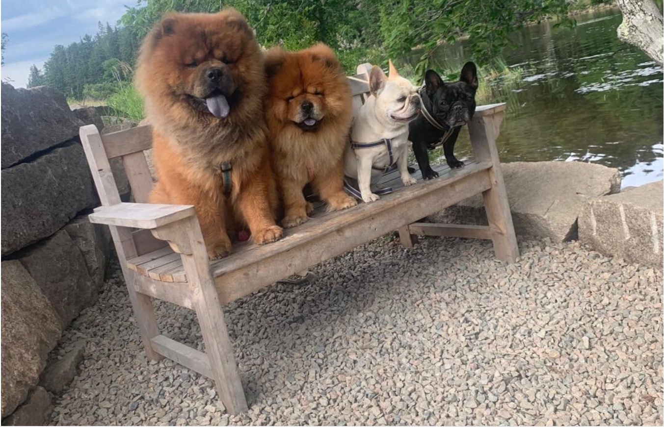 Martha Stewart's four dogs