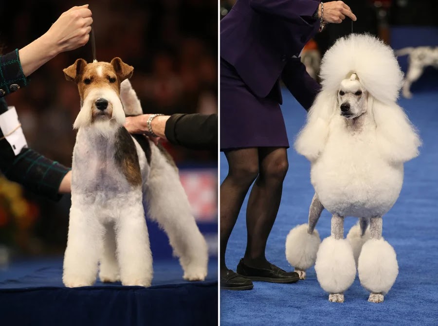 The Kennel Club of Philadelphia's National Dog Show