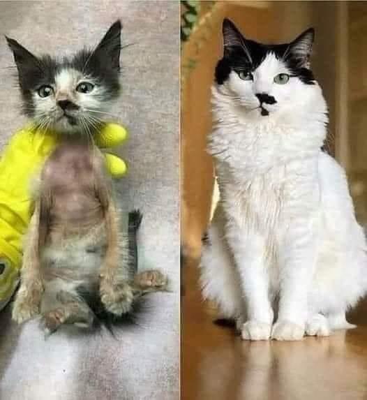 A cat's Amazing transformation