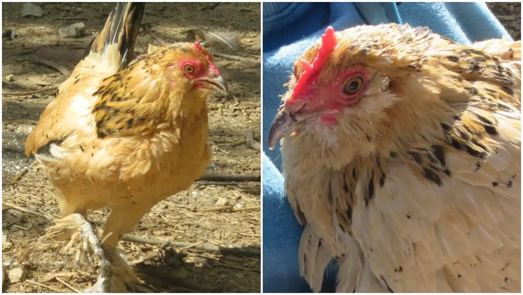 World's Oldest Living Chicken