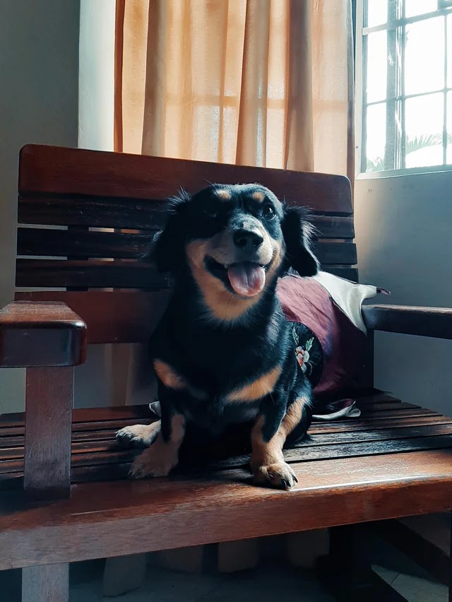 Dorgi the dachshund and corgi mix