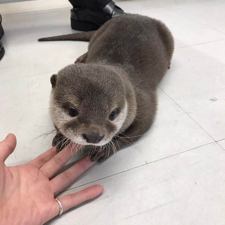 A baby otter