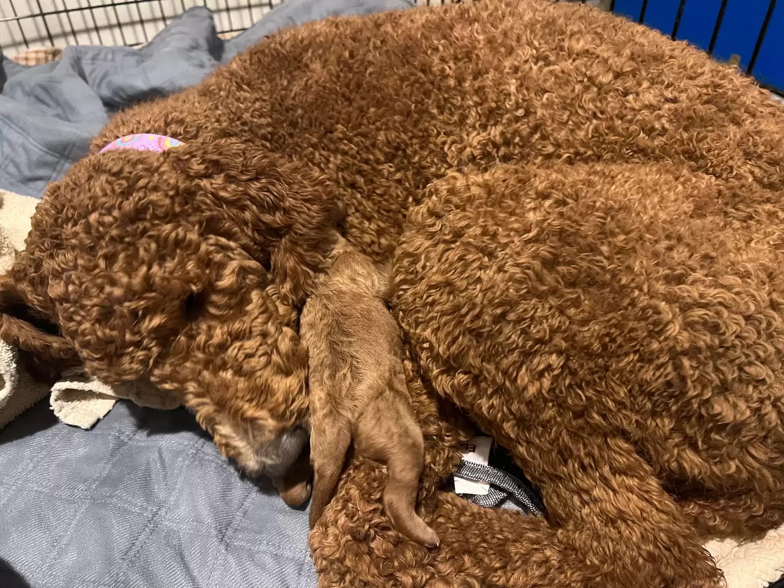A poodle and her puppy in Ohio