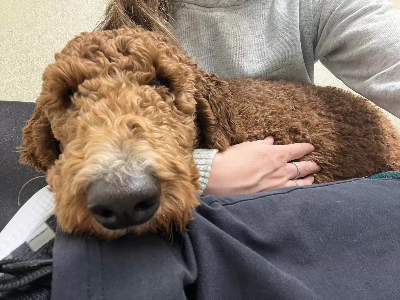 Kaitlin Devoto and her lap dog