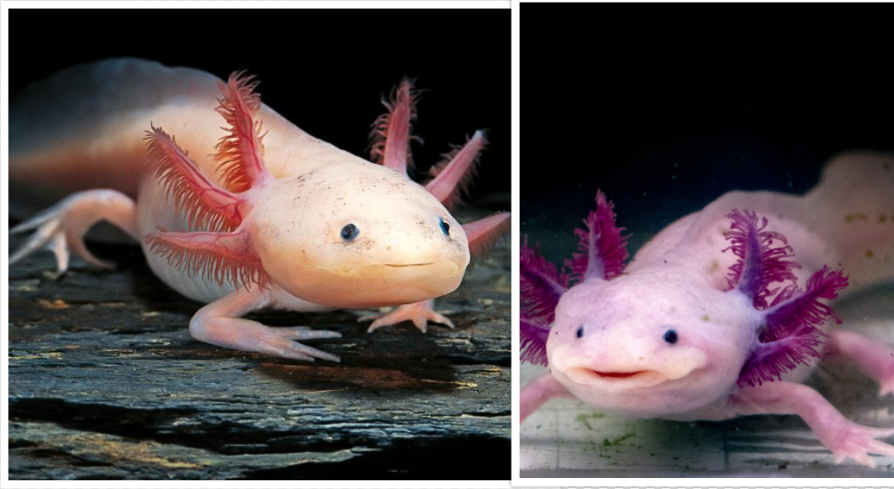 Twinkle the Chihuahua mix dog's adoption is pending