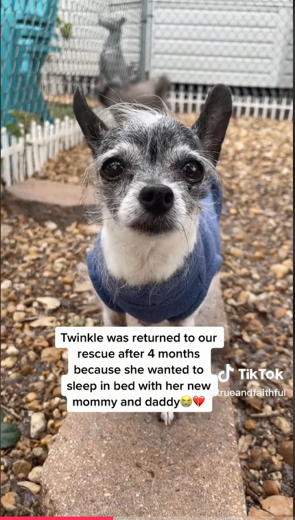 Twinkle the Chihuahua mix dog at Florida shelter