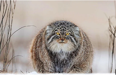 A round-shaped Pallas's cat
