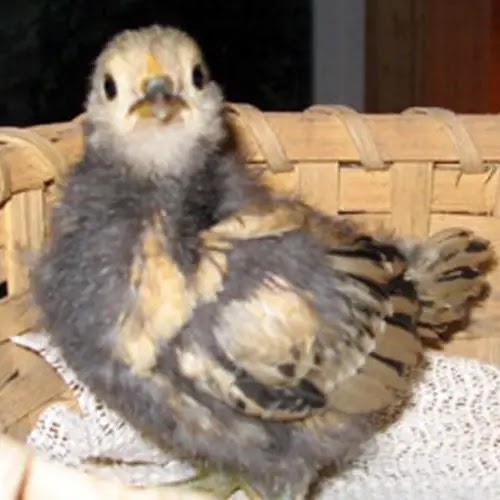 a chick