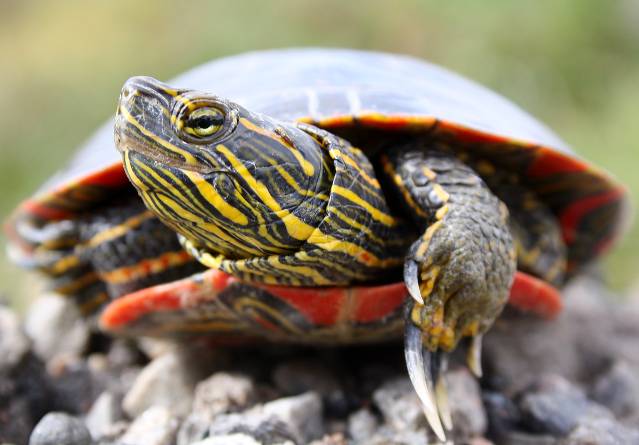 A Painted Turtle