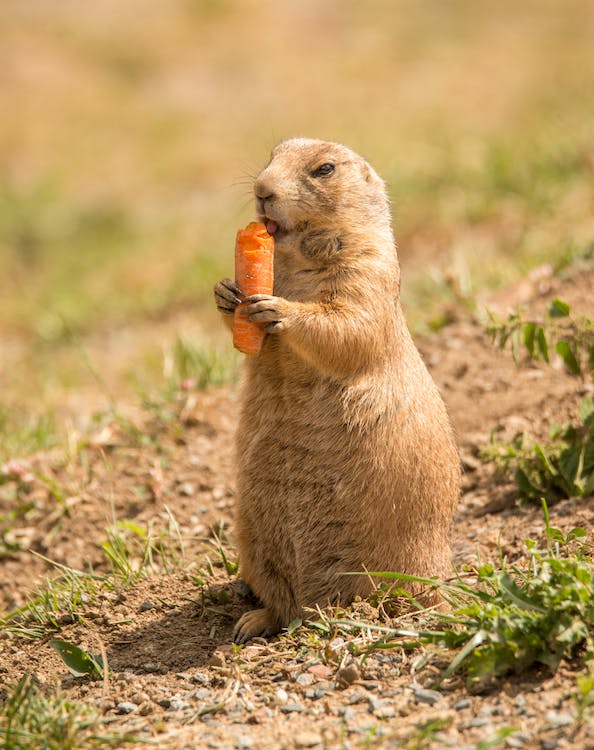 A prairie dog eating a carrot