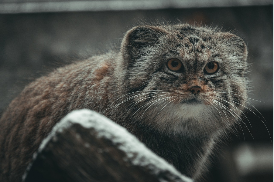 a Pallas's Cat