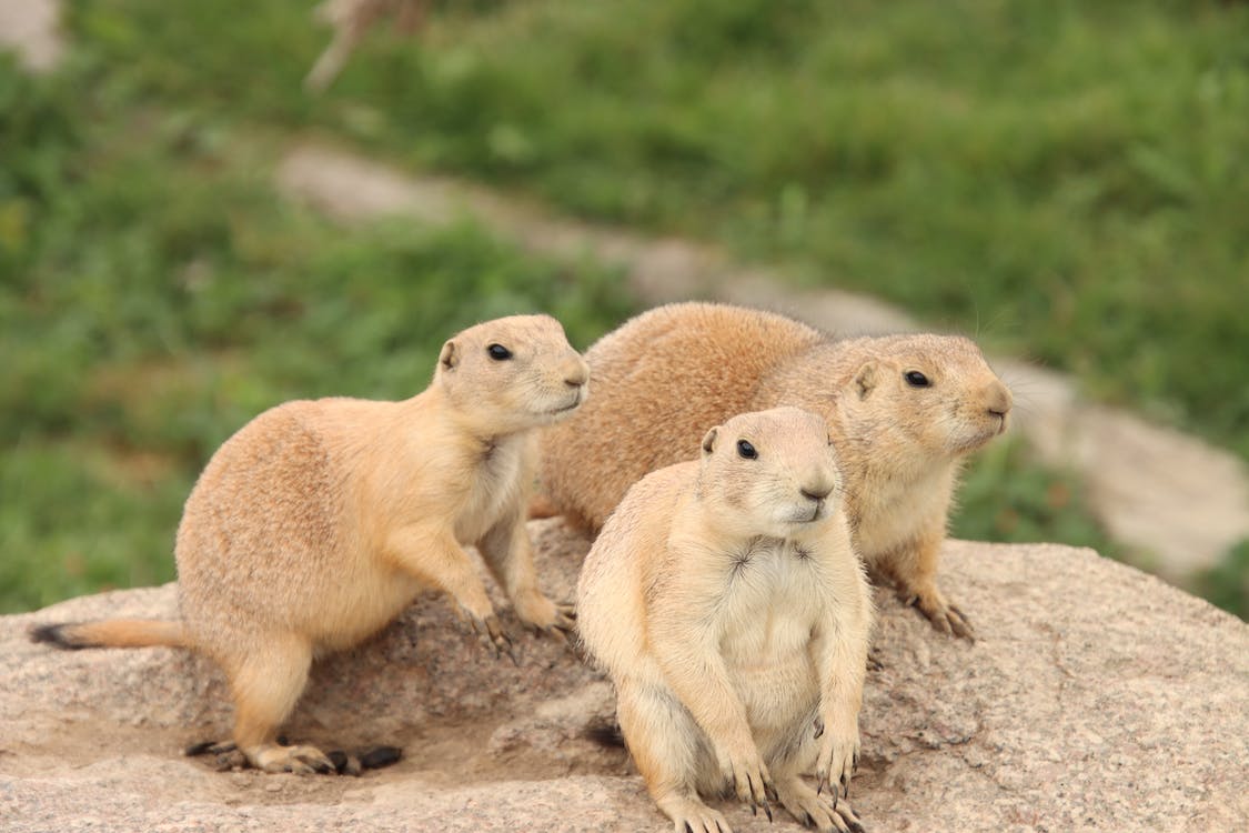 3 prairie dogs