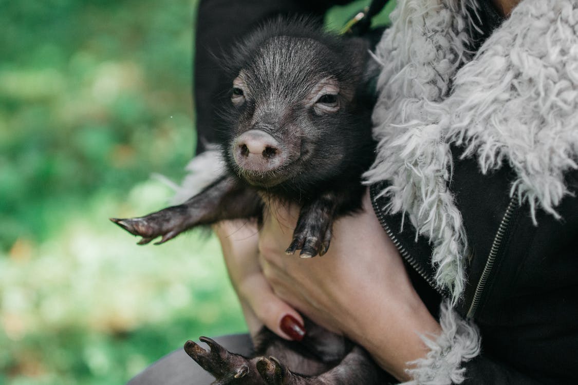 A woman cuddling her pet mini pig