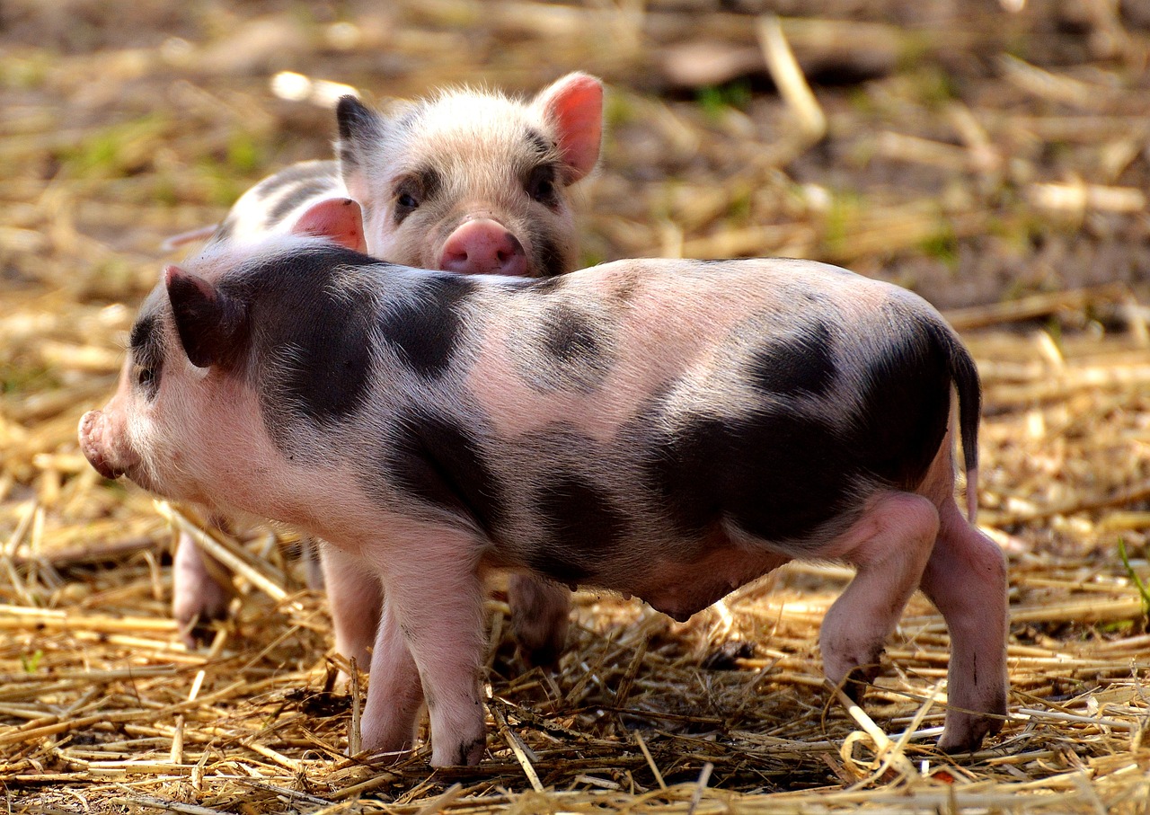 two mini pigs