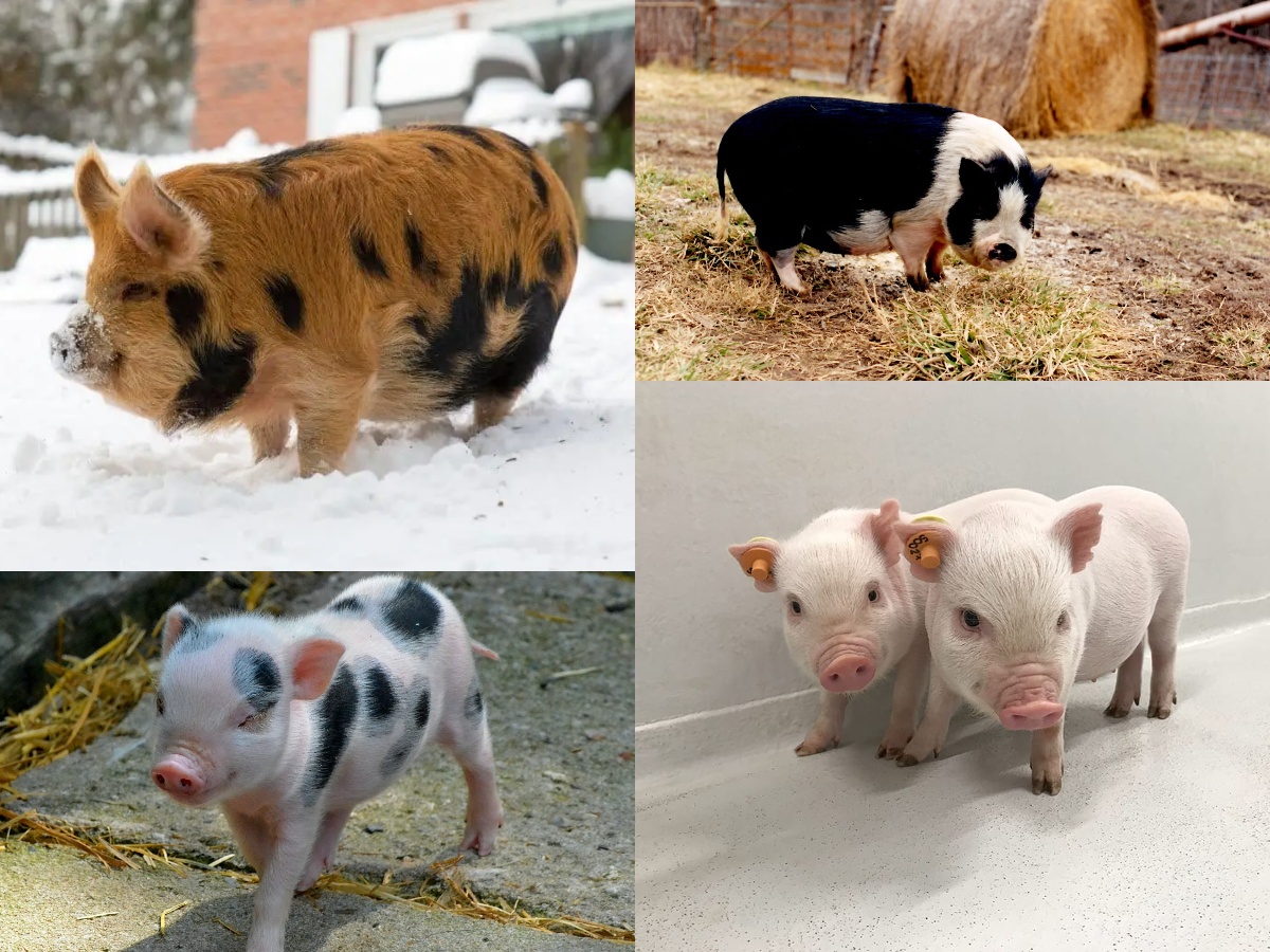 A collage of Pet Miniature Pig breeds in the US