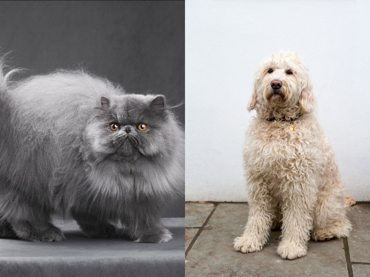 A Persian cat and a Labradoodle