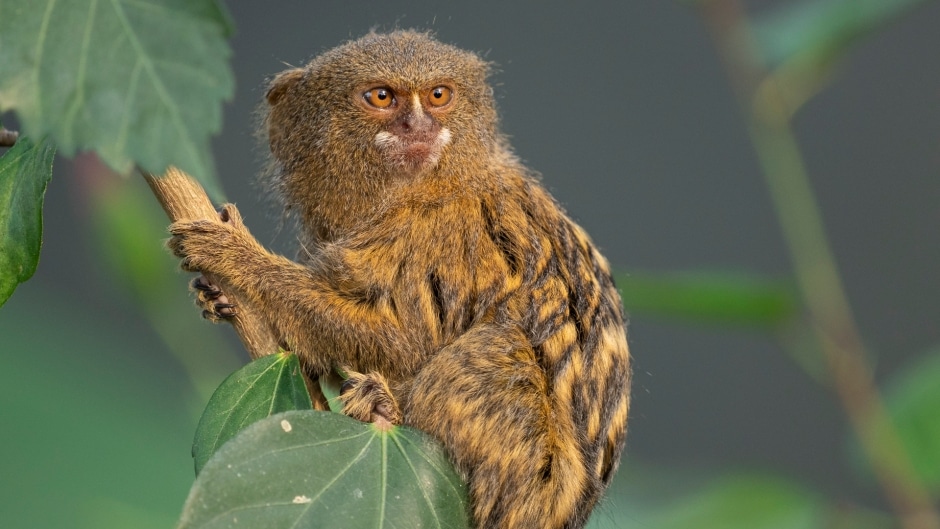 A Pygmy Marmoset Monkey