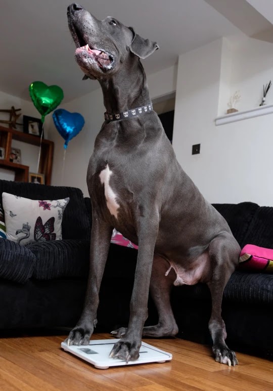 Balthazar the Great Dane: Britain’s Biggest Dog