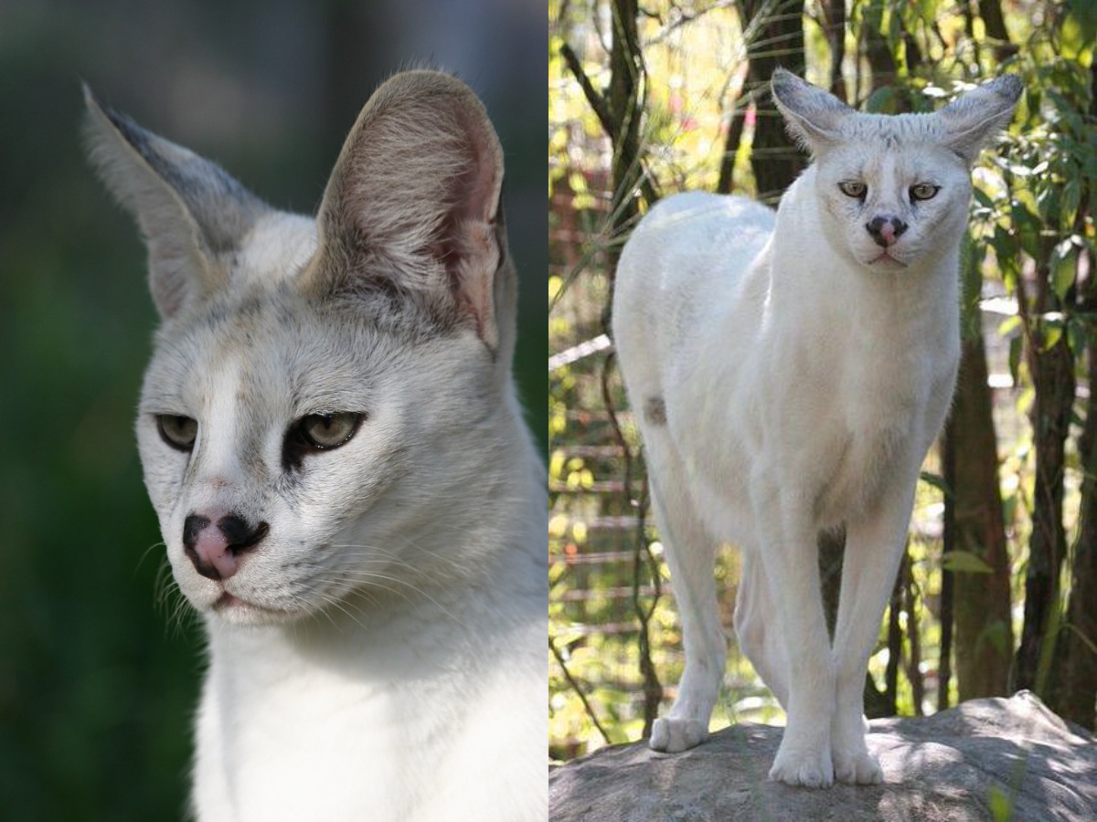Serval cats Pharaoh and Tonga