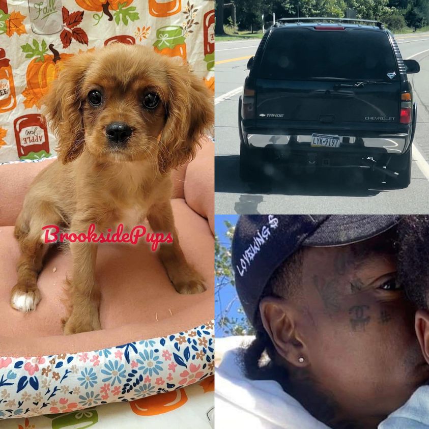 suspected puppy thief