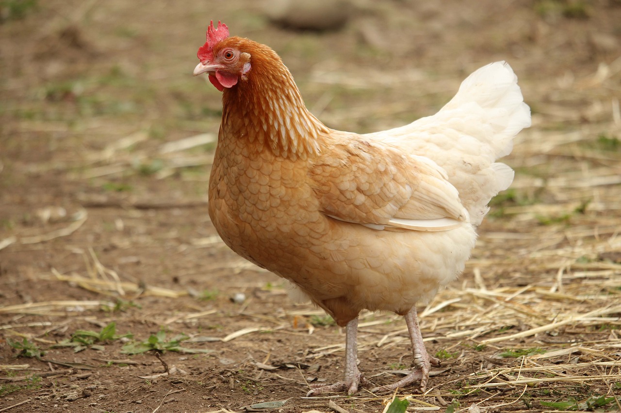 A hen standing in a field