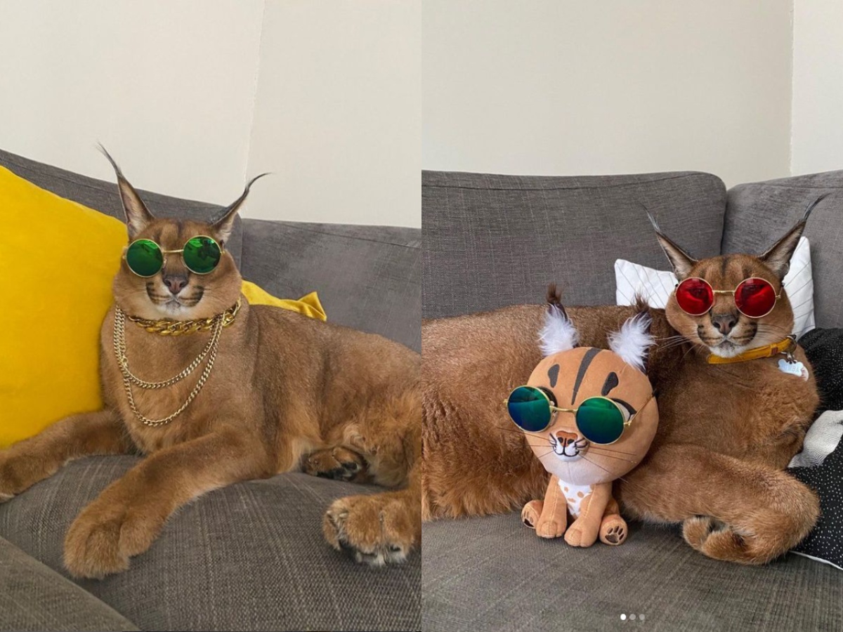 Pumba the pet Caracal