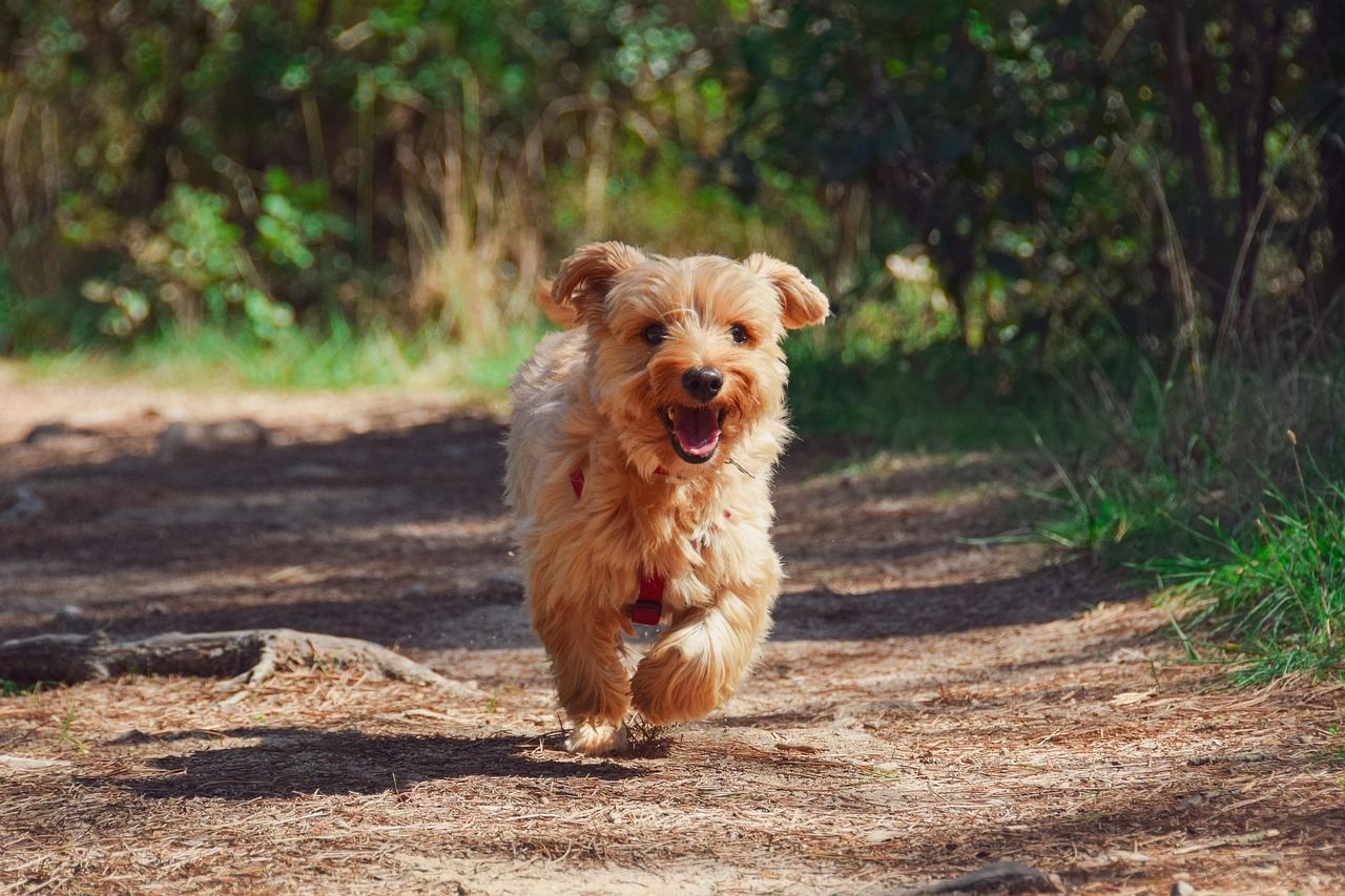 A happy Yorkie pup