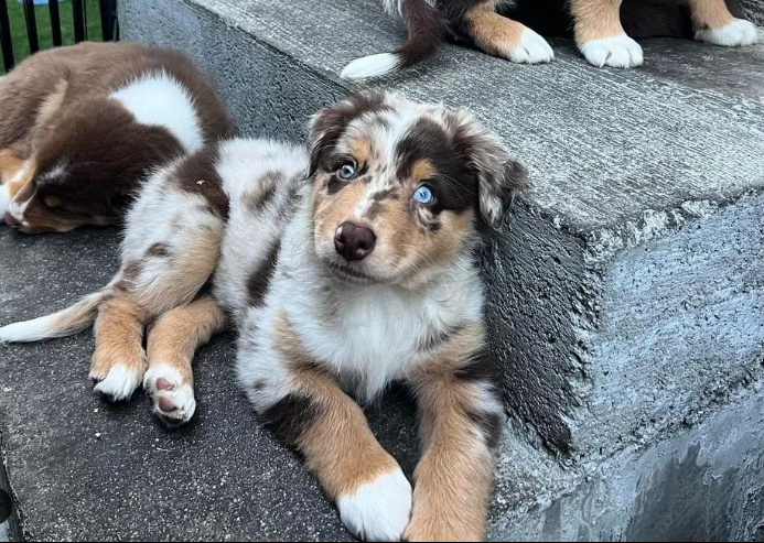 A different-colored eyes Aussie puppy
