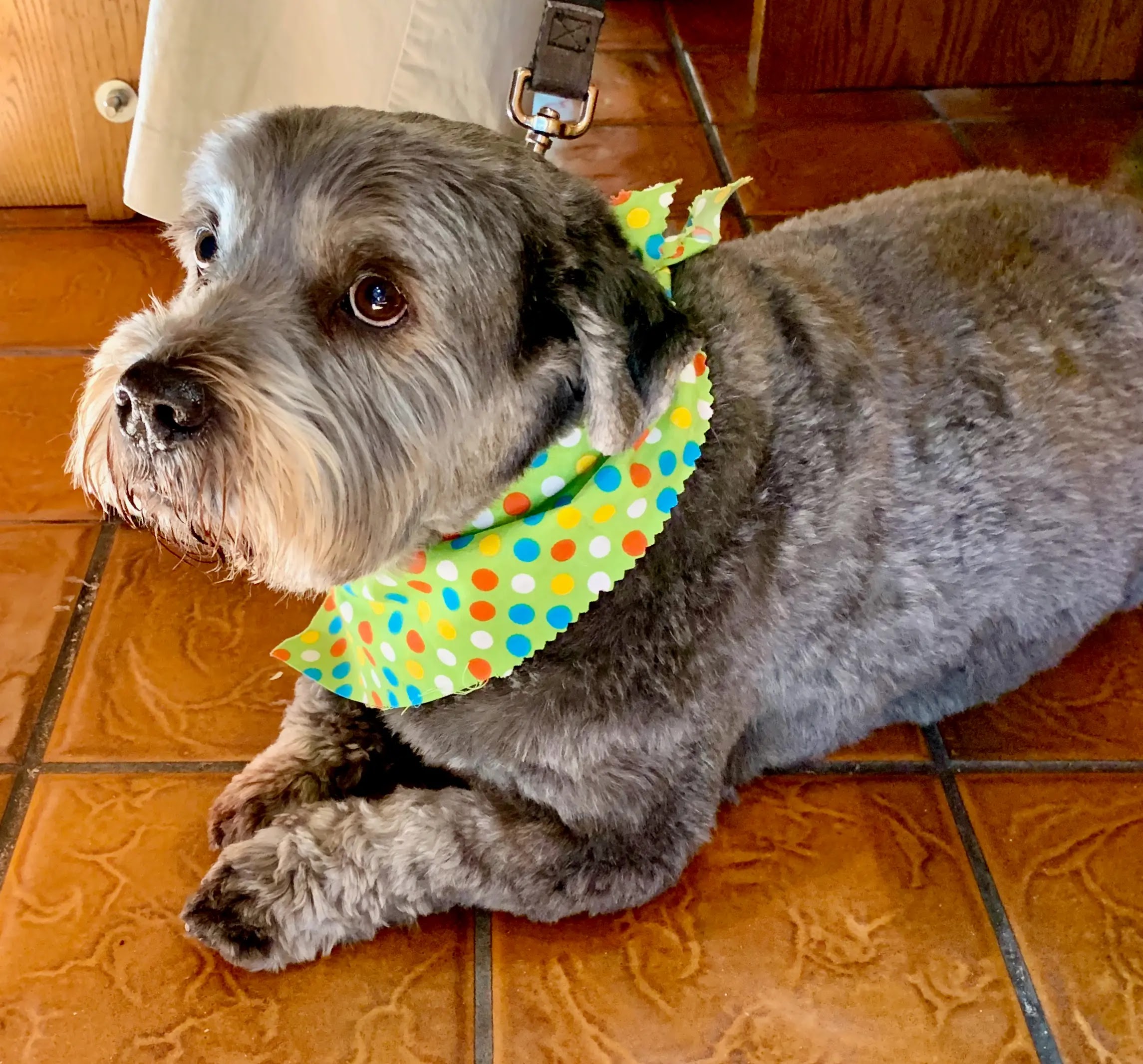 A cute dog in Florida