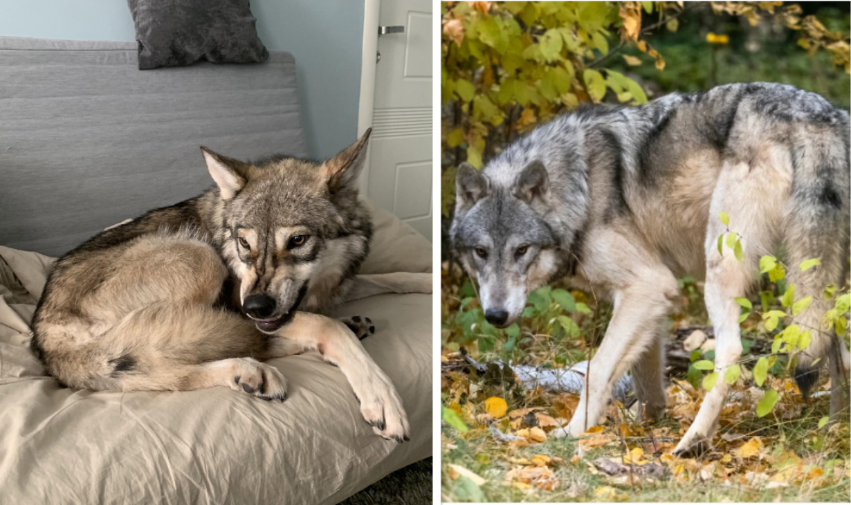 a pet wolf and a wild wolf