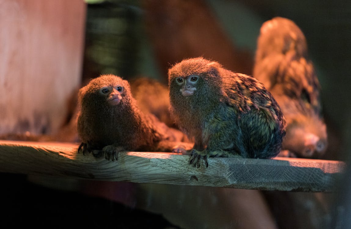 Two Pygmy marmosets