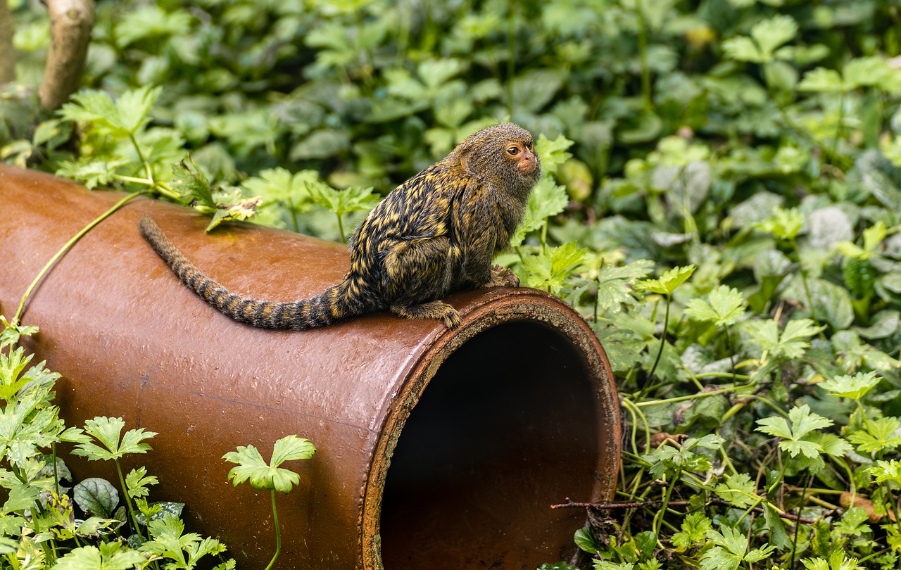 A Pygmy marmoset monkey sitting on top of an iron pipe