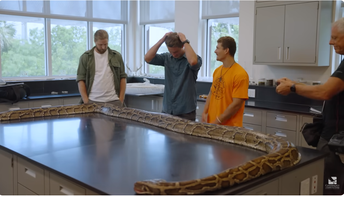 A Burmese python measuring an astonishing 19 feet in length
