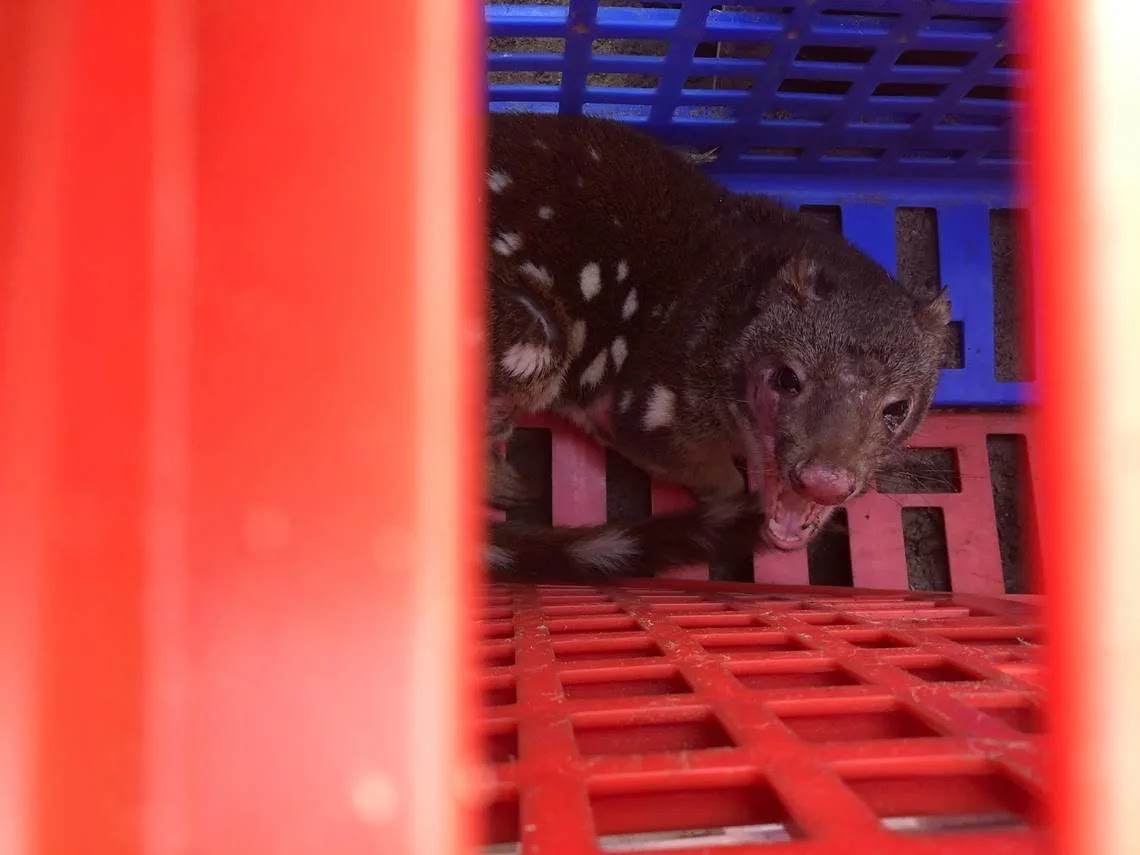 A captured spotted-tailed quoll