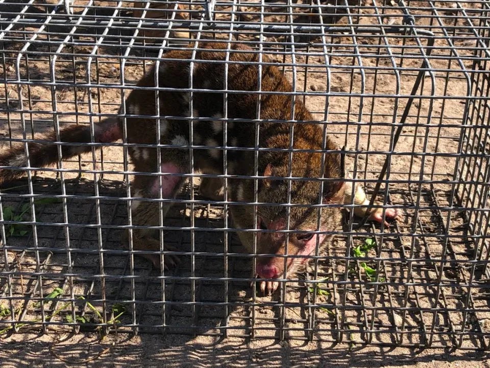 A spotted-tailed quoll in a cage