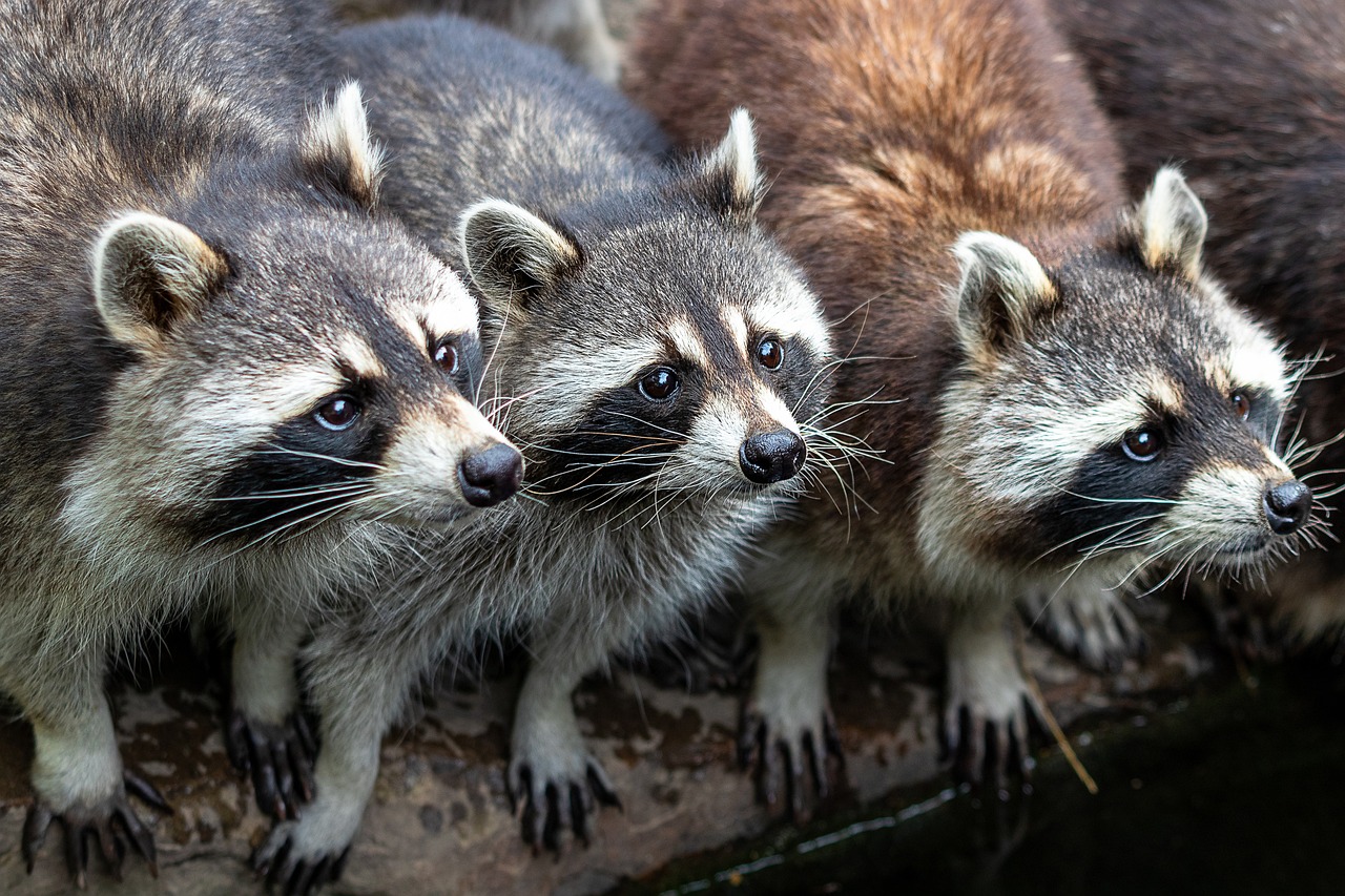 Three Raccoons