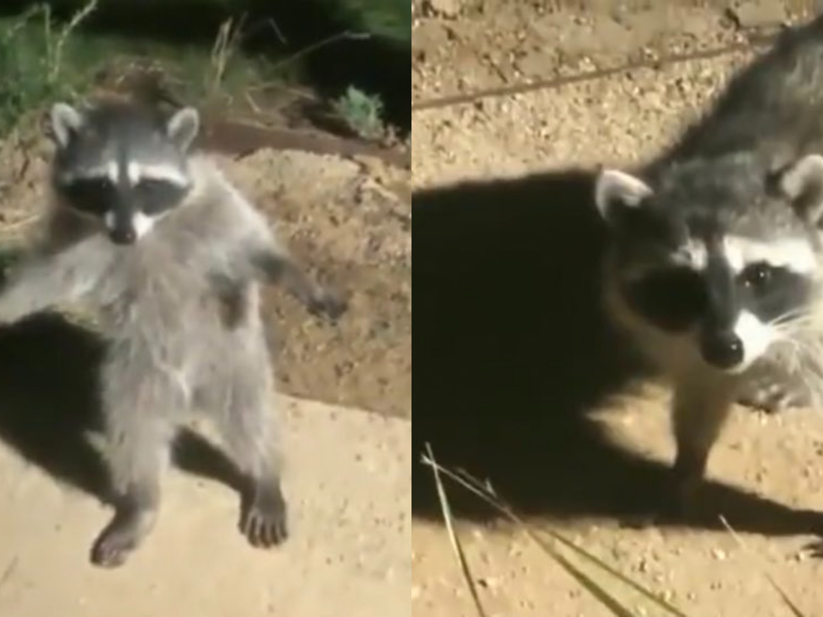 Two raccoons