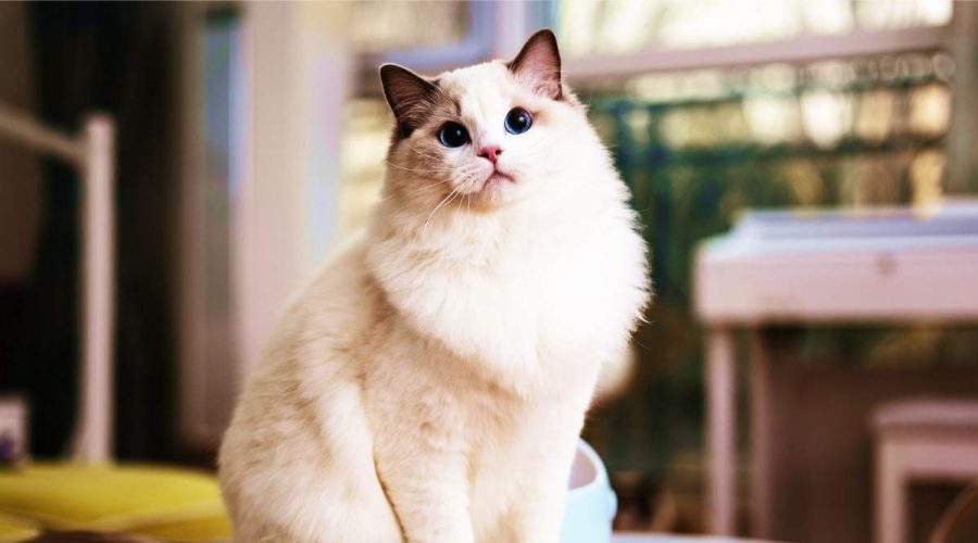 A beautiful ragdoll cat