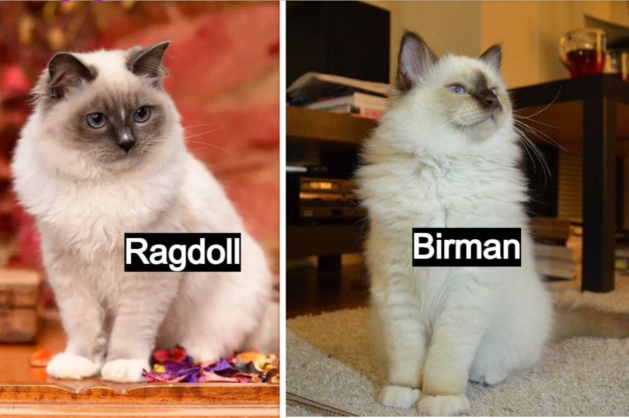 Birman vs Ragdoll: Coat Color and Pattern